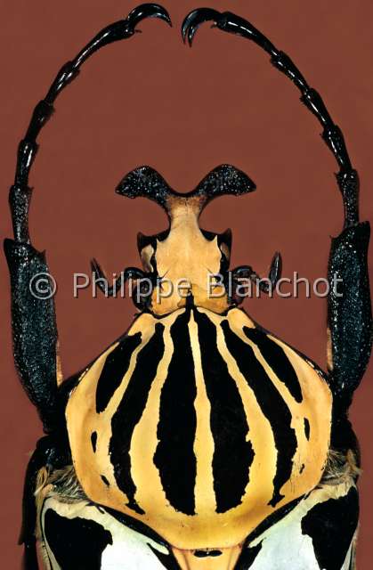 Goliathus cacicus.JPG - in "Portraits d'insectes" ed. SeuilGoliathus cacicusGoliath caciqueGoliath beetleColeopteraCetoniidaeGhana